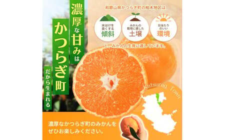 和歌山県産温州みかん　秀品　約5kg（約40個～60個入）【先行予約】【2026年11月上旬～12月中旬頃順次発送予定】 / みかん フルーツ 果物 柑橘 和歌山【kgr032A】