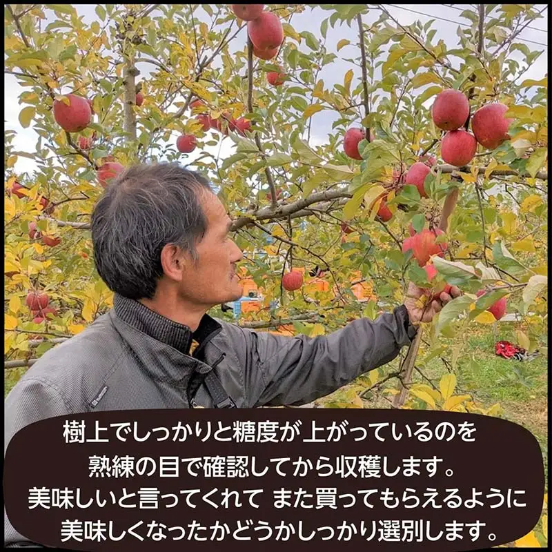 りんご 2色 リンゴ ぐんま名月 フジ 3kg 9～11個 御歳暮 ＜有我果樹園＞ りんご リンゴ 林檎 デザート フルーツ 果物 くだもの F7X-0284