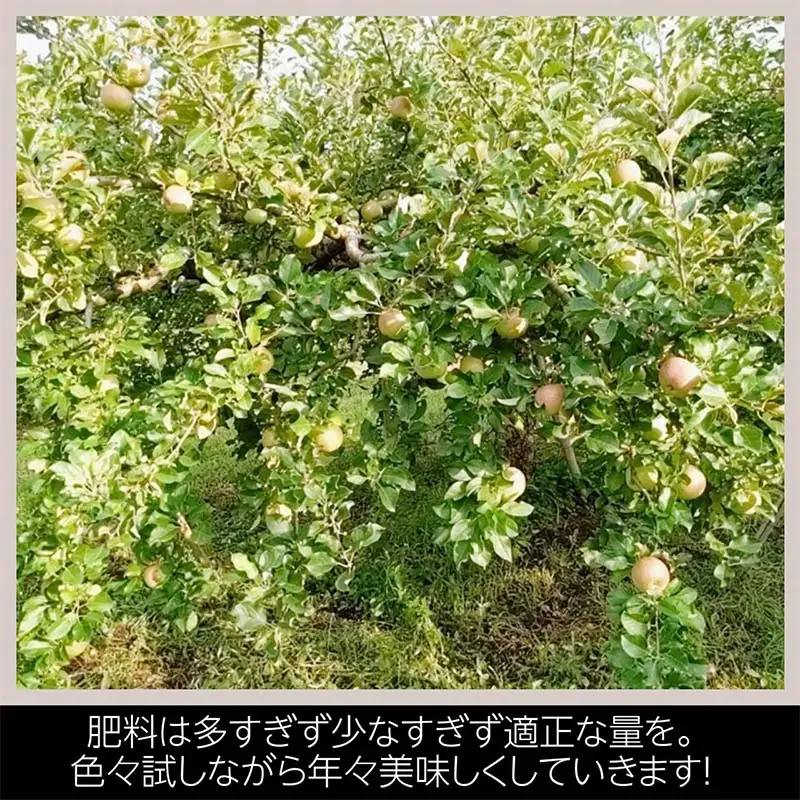 りんご 家庭用 5kg バラ積め 保証+1kg入＜有我果樹園＞ りんご リンゴ 林檎 デザート フルーツ 果物 くだもの F7X-0286