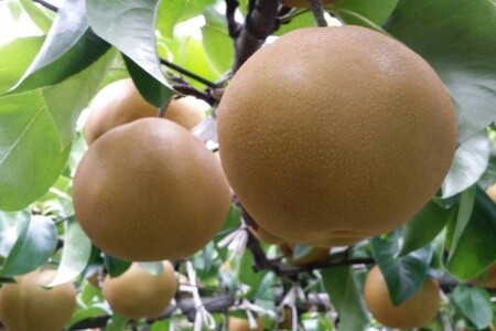 【糖度保証】阿部梨園の梨（3kg　メルシー箱）豊水 ※2026年9月～発送