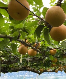 阿部梨園の梨（3kg　レギュラー箱）あきづき 旬の梨