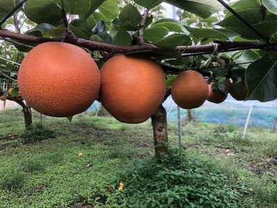 阿部梨園の梨（3kg　レギュラー箱）にっこり ※2026年10月～発送