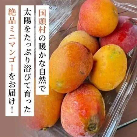 【2027年6月下旬から順次発送】数量限定の訳ありミニマンゴー1kg【配送不可地域：離島】【1634008】