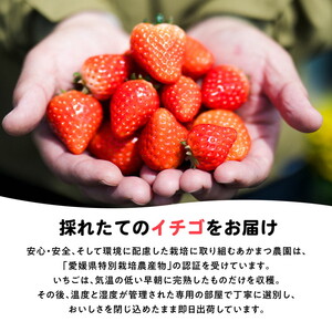 【2027年春収穫分】レッドパール 4パック（約720g） | いちご イチゴ 苺 大福 ジャム タルト アイス ケーキ ギフト あかまつ農園 ※2027年2月～発送