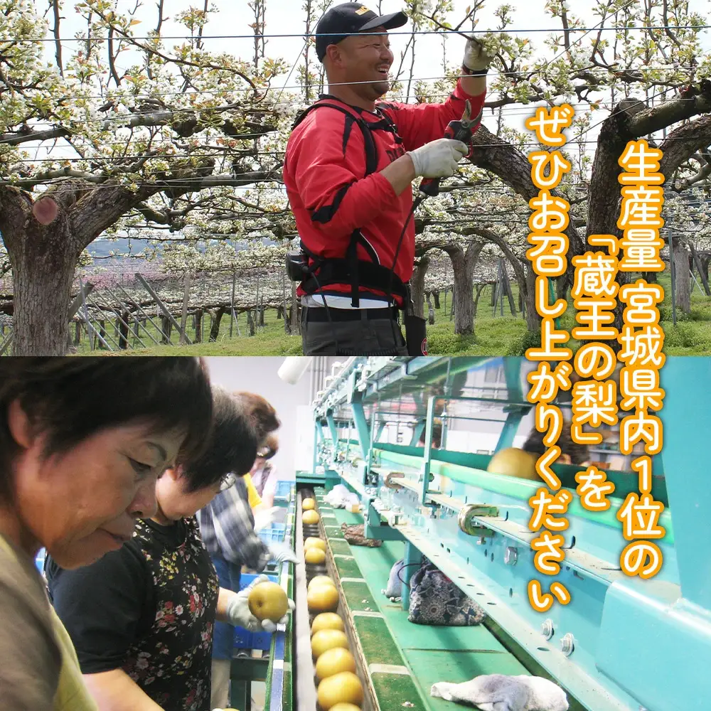 【先行予約】最高級 蔵王の梨 豊水 約5kg　特秀・大玉　【04301-0716】梨 なし 果物 くだもの スイーツ フルーツ デザート 甘い ジューシー 蔵王