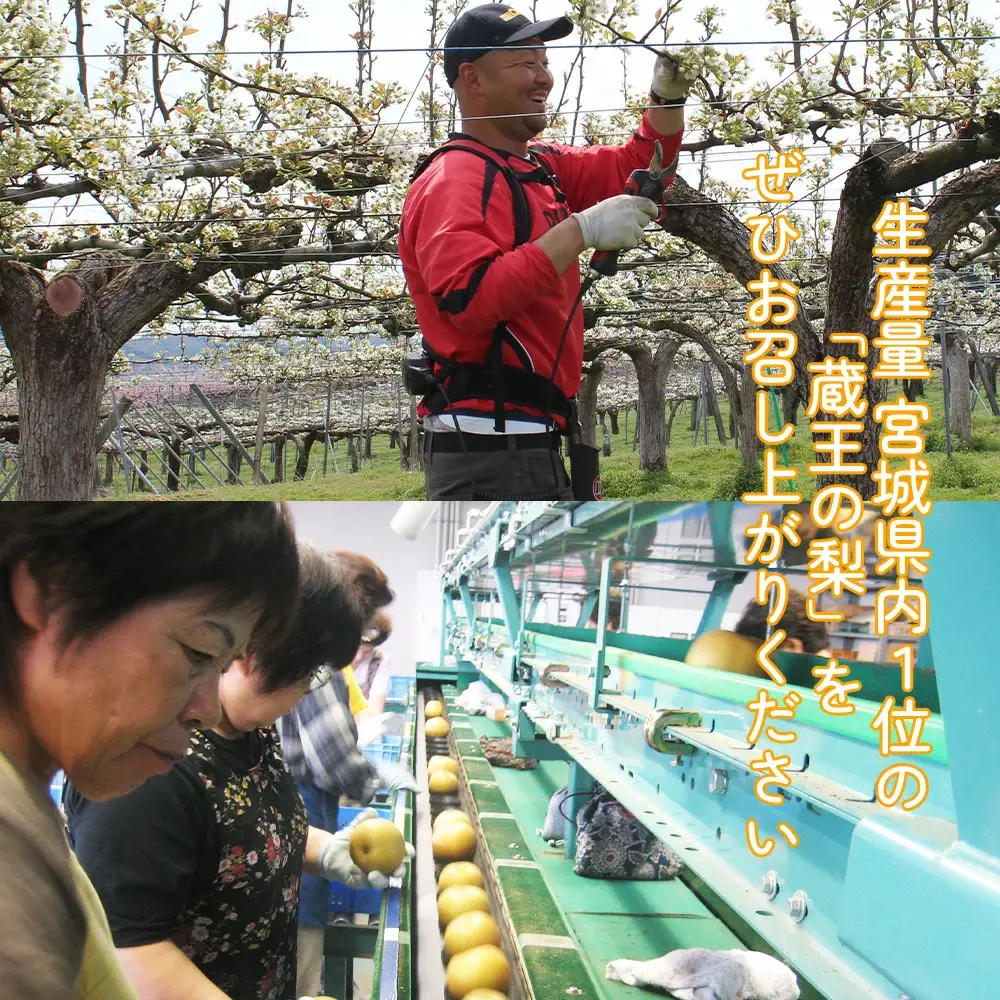 【先行予約】最高級 蔵王の梨 新高 約5kg 特秀･大玉　【04301-0718】梨 なし 果物 くだもの スイーツ フルーツ デザート 甘い ジューシー 蔵王