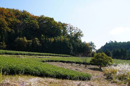 煎茶（ティーバッグ10包入） 7袋 土岐茶園  12-069