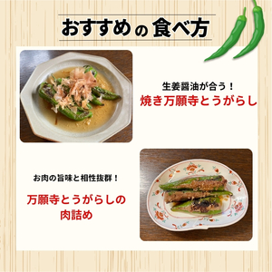 【訳あり】万願寺とうがらし 1kg  京野菜 とうがらし