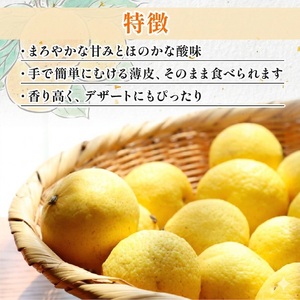 訳あり 黄金柑 1.5kg 低農薬 無化学肥料 みかん ミカン おうごんかん フルーツ 果物 くだもの 柑橘 かんきつ ビタミンC 富士長株式会社 静岡県 牧之原市 わけあり ワケアリ