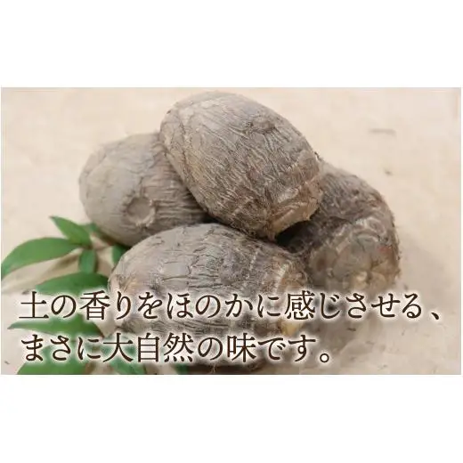 【先行予約】さといも 大和里芋（やまと）5kg【2026年11月中旬より順次発送予定】 | 野菜 芋 イモ 根菜 いも 煮物 旬 味覚 秋