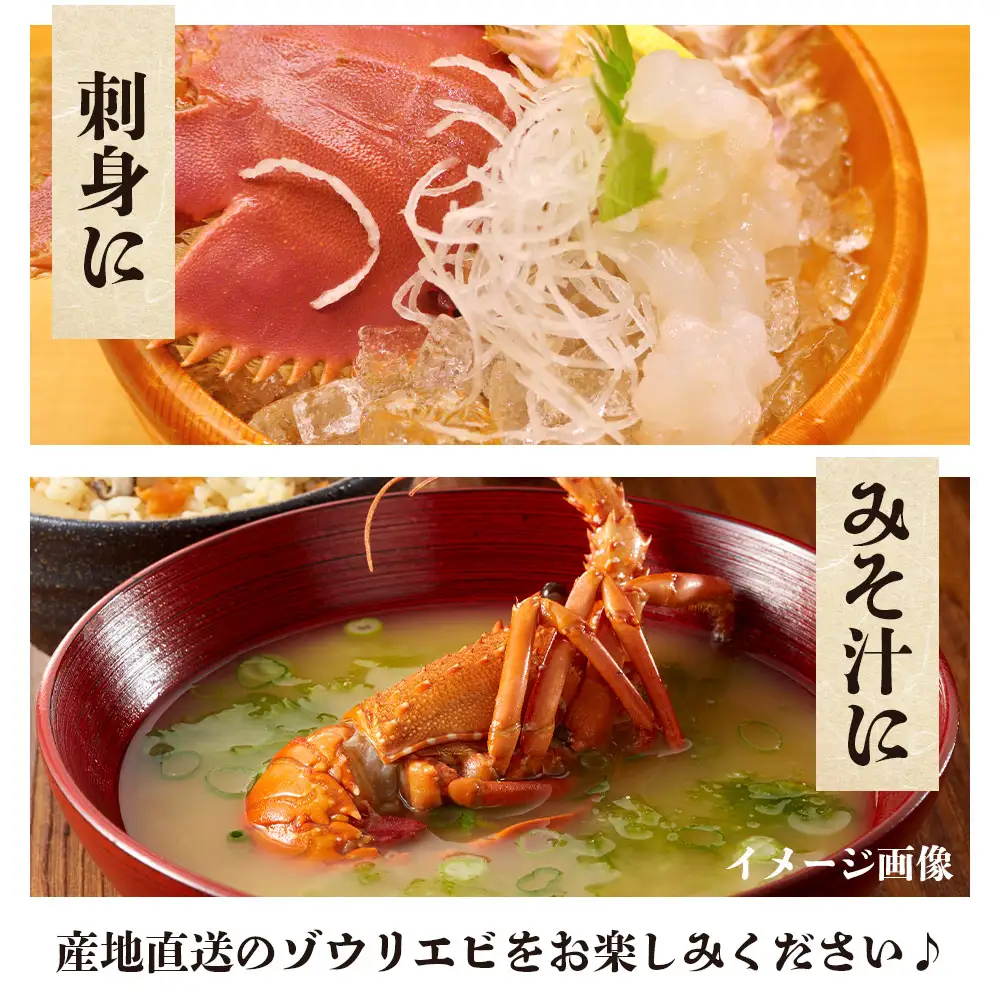 活 ゾウリエビ 約200～250g(1尾～2尾) 幻のエビ eb-0053