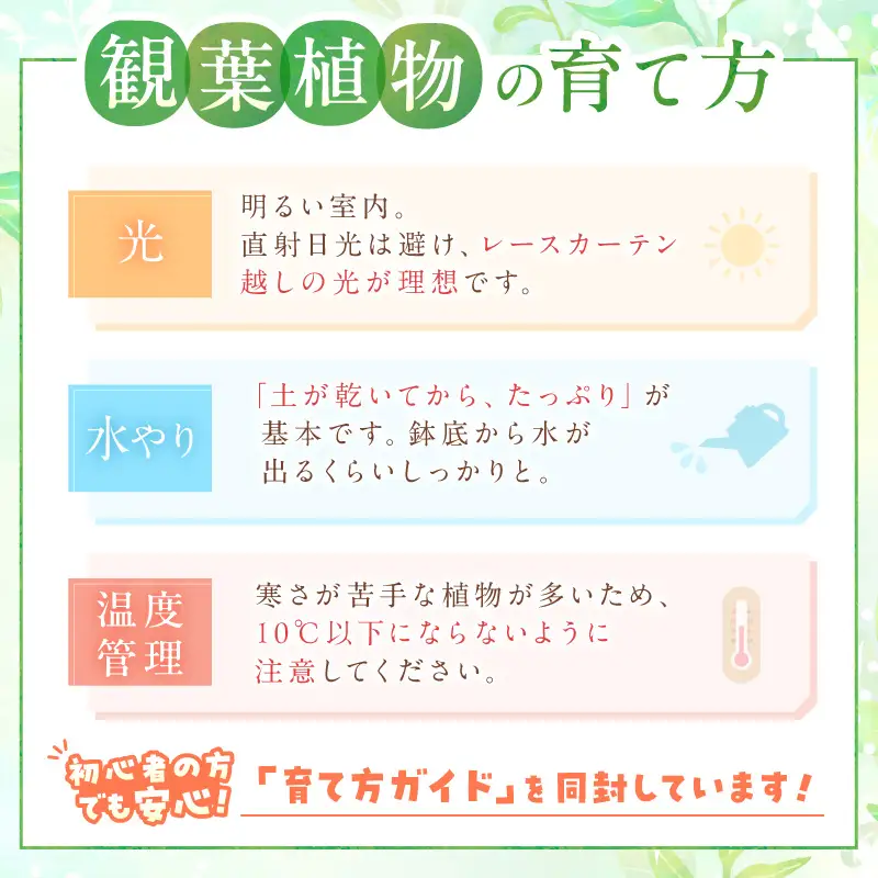 季節の観葉植物3点セット【発送可能時期：4月上旬～7月末、9月上旬～11月末】2号鉢