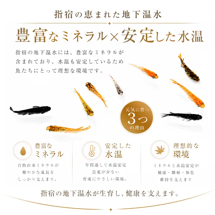 10営業日以内に発送 温水育ち 上物メダカミックス20匹 otofarm IB148-001  ※北海道・沖縄・離島配送不可※メダカ メダカ