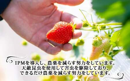 【訳あり】完熟あまおう 4パック 約275g×4パック 合計約1.1kg 【2027年2月上旬～3月上旬までに出荷予定】いちご 苺 イチゴ ベリー 果物 フルーツ お取り寄せ デザート おやつ