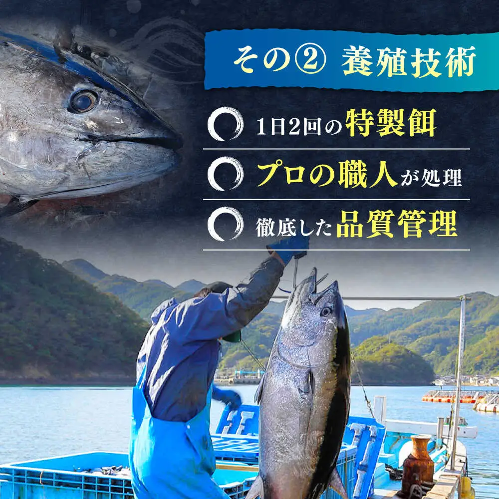 【1週間以内発送】対馬産 本マグロ 4種 計1.1kg（赤身/中トロ/大トロ/ネギトロ）[WAH028] マグロ トロ 中トロ スピード発送 最速発送 最短発送