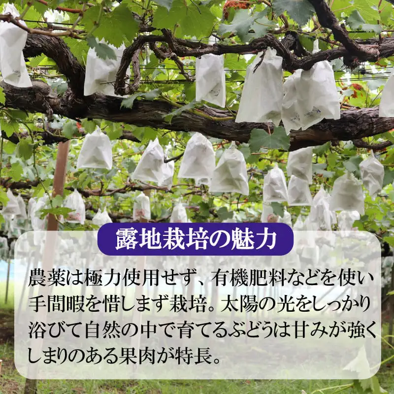 ＜みよばあちゃんのぶどう畑直送！＞ 先行予約 8月下旬～9月中旬順次発送【露地栽培のシャインマスカット 約1kg(2～3房)】 [M29-3] 葡萄 ブドウ ぶどう 巨峰 果物 くだもの マスカット フルーツ 新鮮 九州 福岡 宮若