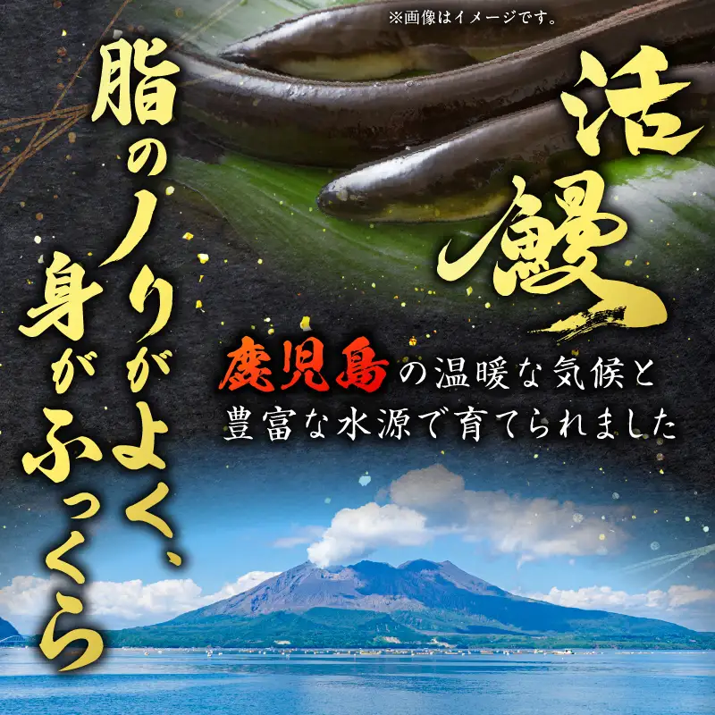 職人 が 丁寧 に 仕上げる 本格 炭火焼 鹿児島県産うなぎ の 蒲焼き 2尾 K282-001_01 魚 惣菜 総菜 冷凍