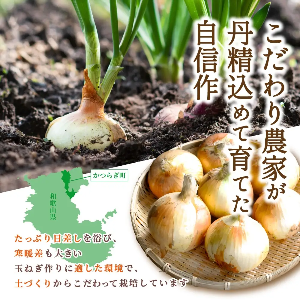 和歌山県産新玉ねぎ約10kg　Lサイズ 約25個入り　こだわり農家厳選！【2027年4月末頃〜2027年6月中旬にかけて順次発送】人気 おすすめ たまねぎ 玉ねぎ 玉葱 タマネギ オニオン スープ サラダ 国産 野菜 新鮮 ビッグサイズ 大きい BBQ【kgr033】
