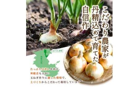 和歌山県産新玉ねぎ約10kg　Lサイズ 約25個入り　こだわり農家厳選！【2027年4月末頃〜2027年6月中旬にかけて順次発送】人気 おすすめ たまねぎ 玉ねぎ 玉葱 タマネギ オニオン スープ サラダ 国産 野菜 新鮮 ビッグサイズ 大きい BBQ【kgr033】