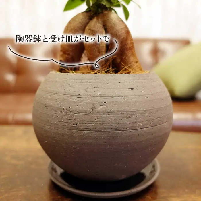 幸せを呼ぶ木『ガジュマル』　エッジボールポット 糸島市 / cocoha / 観葉植物 グリーン 緑 インテリア [AWB038]