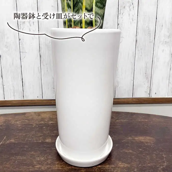 マイナスイオン発生 サンセベリア・ローレンチー大 スリムポットL 糸島市 / cocoha 観葉植物 グリーン 緑 インテリア [AWB040]