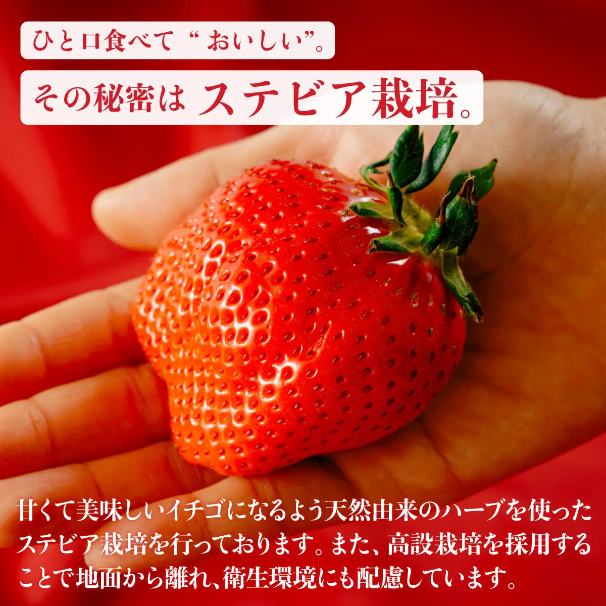 いちご やよいひめ400g×2 3箱 計2,400g いちご 群馬県 前橋市