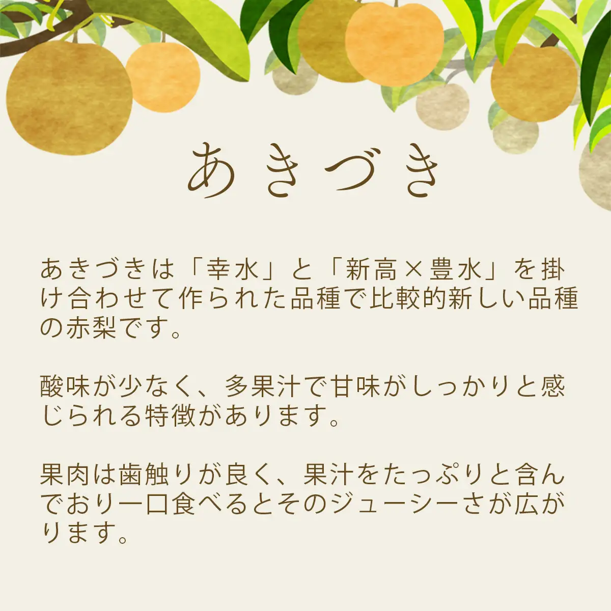 梨 あきづき 約3kg 梨 あきづき