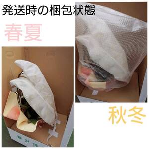 胡蝶蘭 大輪 白 30輪 以上【胡蝶蘭】