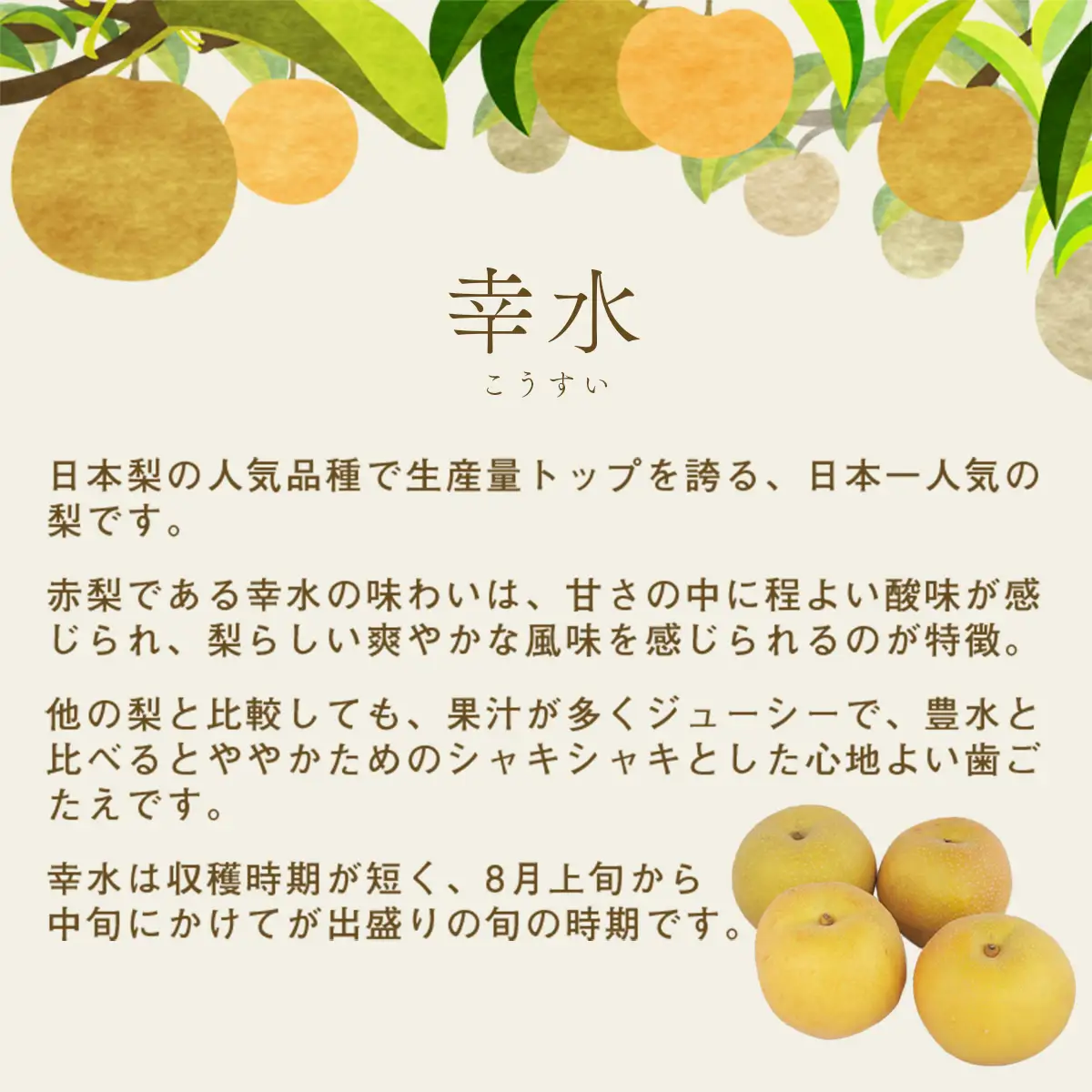 梨 幸水 約3kg 6玉～10玉 幸水