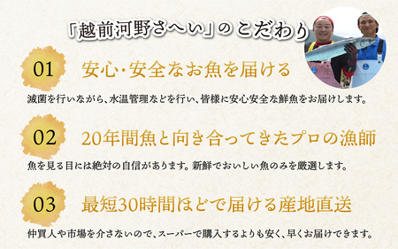 【定期便　隔月３回】【朝獲り】漁師厳選 鮮魚セット (小) 3種類以上 約1.5kg |   日本海 旬