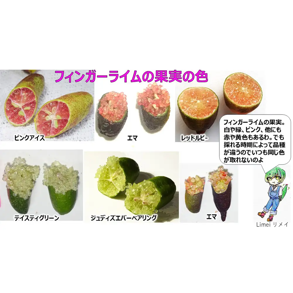 No.504 フィンガーライム　200g