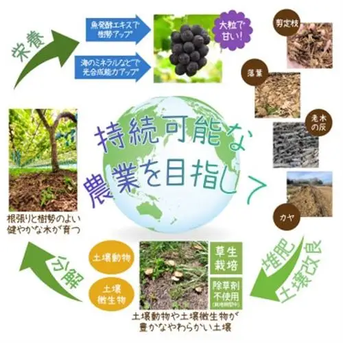 岡山　花笑み農園『園主おすすめレアぶどう2種セット』～シャインの子供たち～　2M-1R　9月中下旬～【配送不可地域：離島・北海道・沖縄県】【1629377】