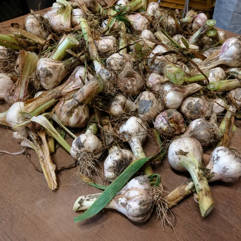 和歌山県産 生にんにく 約1kg　ご家庭用 / 和歌山 ニンニク ※2027年4月下旬～5月中旬頃に順次発送【tec403-c-1】