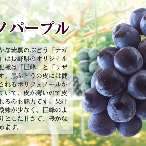 2026年産 ぶどう ナガノパープル 約600g（1房）果物 フルーツ デザート 信州 長野 駒ケ根市