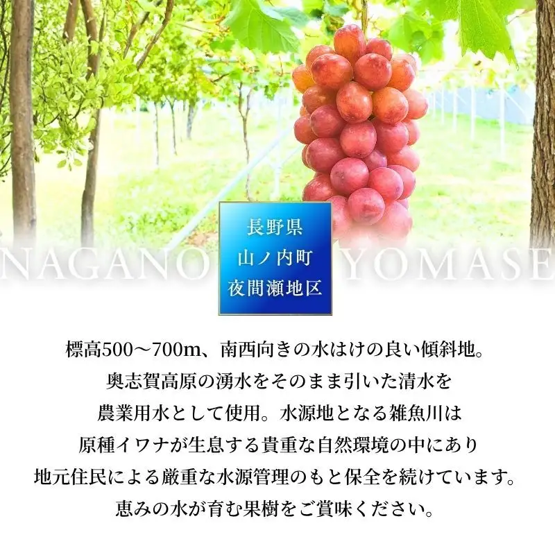 ぶどう 訳あり 家庭用 クイーンルージュ 2kg 4～6房 ぶどう