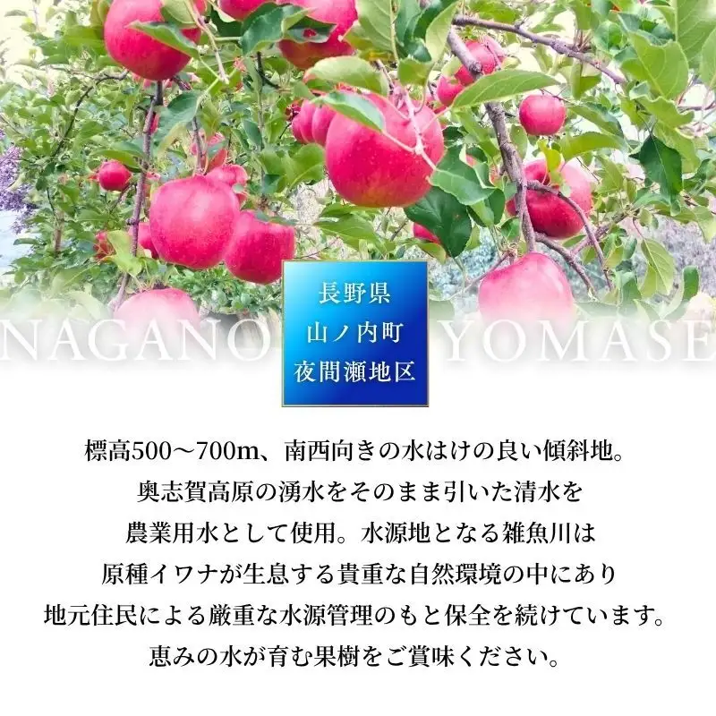 りんご 秋映 秀品 3kg 7～11玉 りんご