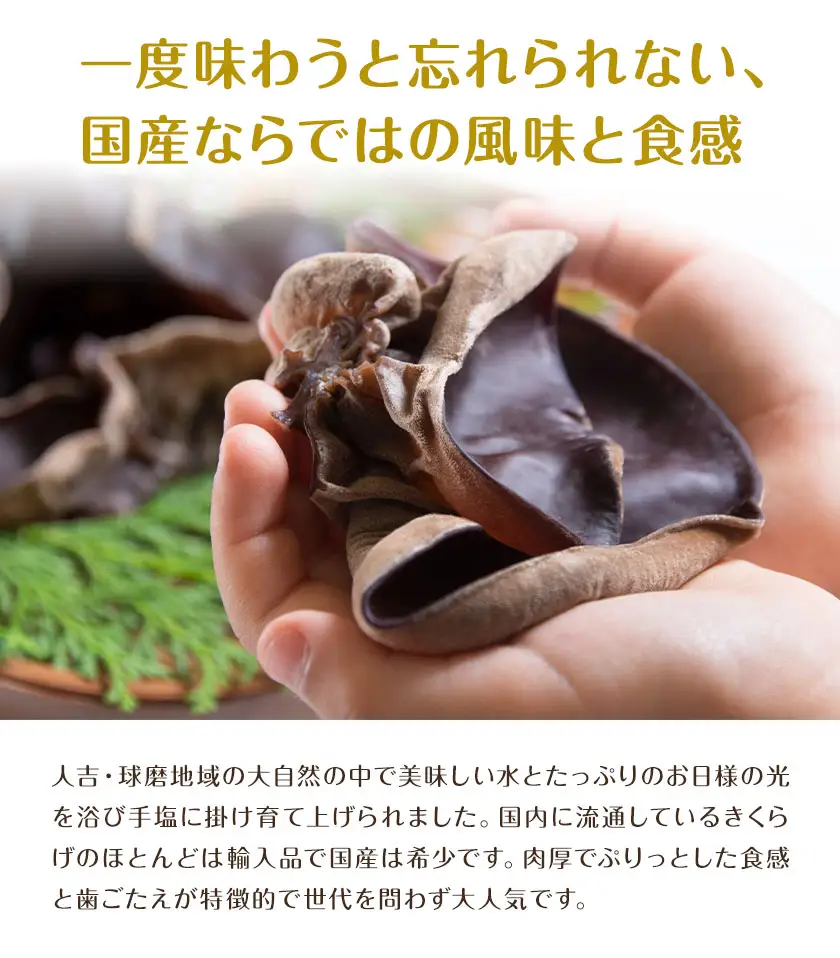 きくらげ黒麺 1袋 ＋ オイル漬け 2個 セット 鷹乃産業有限会社 《30日以内に出荷予定(土日祝除く)》熊本県 球磨郡 山江村 きくらげ きのこ 野菜 パスタ ペペロンチーノ 麺 おつまみ