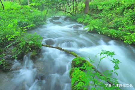 宮田村産こだわりのヤマメ12匹セット（息吹館）　ヤマメ 魚 魚