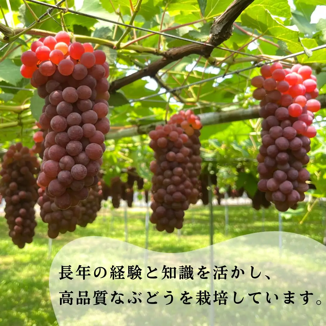 デラウェア ぶどう（10房~11房）デラウェア