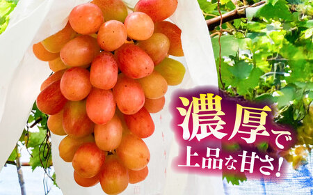 【限定数量】【10月下旬発送開始】ウインク 約1.1kgから1.3kg 合計2から3房 ウインク[BHBO004]