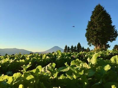 季節彩る旬の野菜セット 野菜 やさい サラダ 季節 詰合せ 新鮮 おまかせ 詰め合わせ 10品種前後 収穫 国産 産地直送 静岡県 三島市