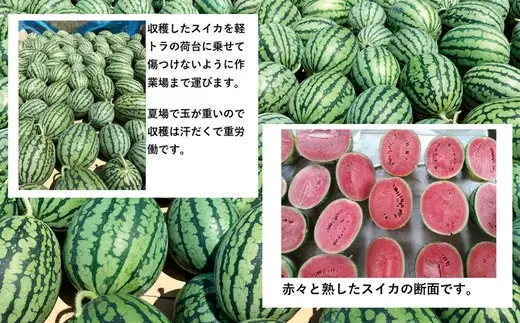 シャリっと甘い小玉スイカ！あきた夏丸チッチェ＜小1個＞　50P3424【ひない渡辺農園しどけ村】
