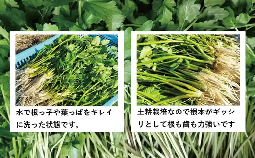 セリ 強い香りとシャキッとした歯応え 約2000g　600P3201【ひない渡辺農園しどけ村】