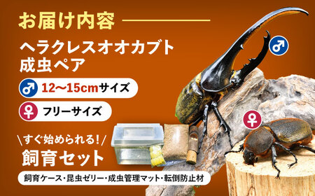 【先行予約】ヘラクレスオオカブト 成虫ペア 飼育セット【配達不可：北海道・沖縄・離島】[AEDD001]
