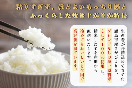 先行受付 ＼生産者直送／ さがびより 白米5kg 佐賀県 鹿島市 C-153