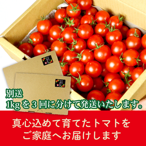 ミニトマト 3kg (1kg×3回) 訳あり 定期便 【ミニトマト】 山本農園
