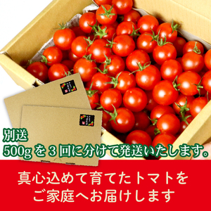 ミニトマト 1.5kg (500g×3回) 訳あり 定期便 【ミニトマト】 山本農園