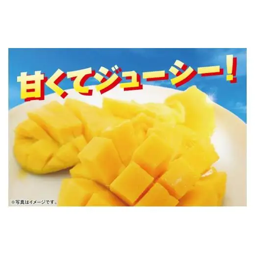 【2027年6月下旬より順次発送】沖縄県豊見城市産アップルマンゴー 約1.5kg｜マンゴー アップルマンゴー フルーツ くだもの 果物 先行予約 数量限定 おきなわ 沖縄 沖縄フルーツ 豊見城市(DJ005)