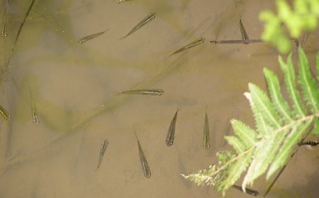 特別栽培メダカ玄米 5kg 玄米［1158-2］