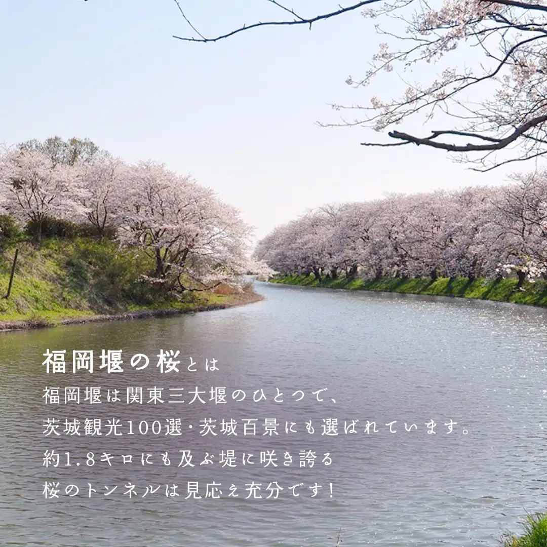 【 福岡堰 桜並木 】さくらオーナー募集【5年間・記念プレート設置】